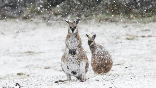 kangaroo in the snow